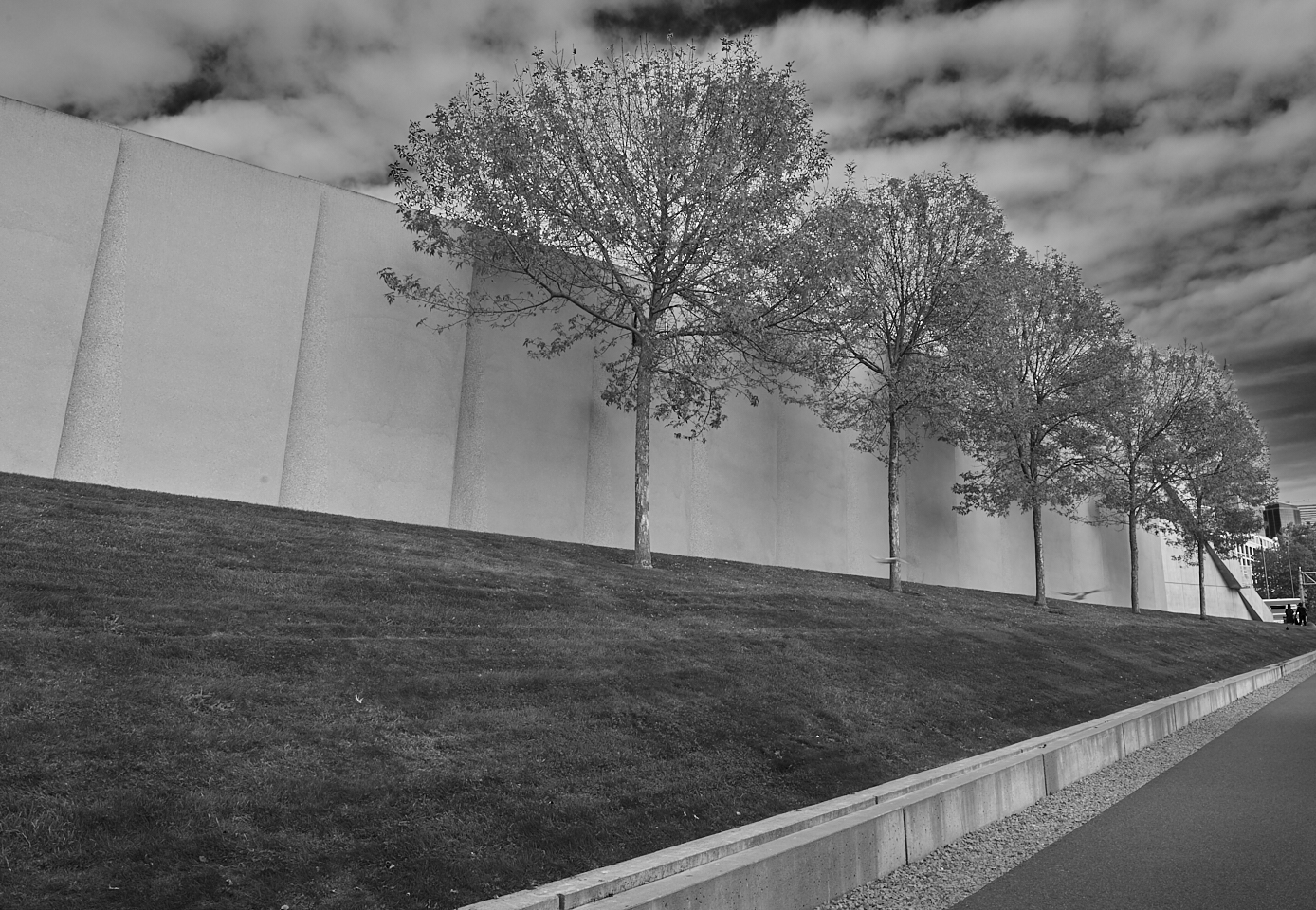 seattle tree line – lanterman